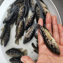 【清遠水產銷售,澧陽鎮批發淡水種苗-淡水石斑魚魚苗圖片】清遠水產銷售,澧陽鎮批發淡水種苗-淡水石斑魚魚苗 - 清遠市清城區港興水產養殖場