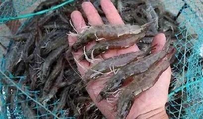 魚菜哥小高:2022年健康養(yǎng)殖達(dá)到65%,4個新型水產(chǎn)養(yǎng)殖模式,你適合哪