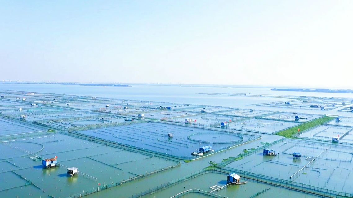 帶大家看看陽澄湖養(yǎng)殖基地