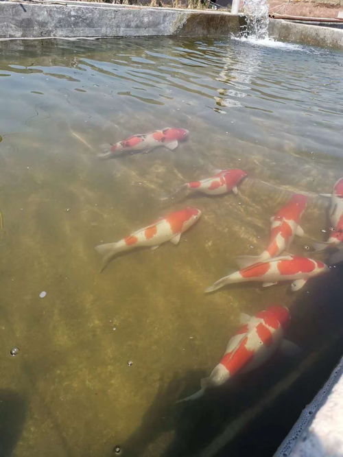 景谷水產(chǎn)養(yǎng)殖 領(lǐng)頭軍 到觀賞魚養(yǎng)殖基地考察學(xué)習(xí)