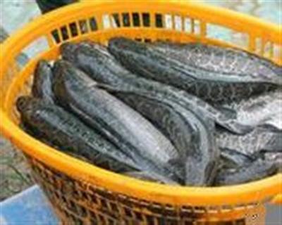 十堰市求購小麥玉米、求購小麥玉米菜粕(圖)、汈汊湖水產養殖