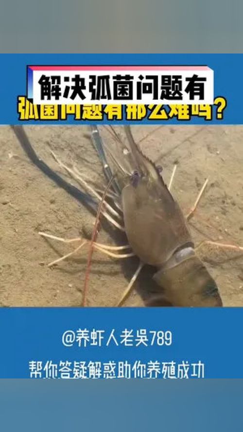 金南農 變聲 水產養殖 南美白對蝦養殖 魚蝦蟹養殖