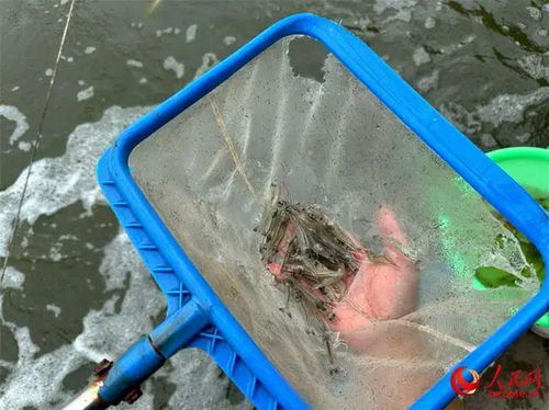 海水魚 安家 沙漠,鹽堿地海鮮工廠化養殖潛力大
