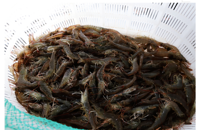 定邊縣5萬斤鹽湖大蝦上市