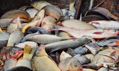 南北港水產(chǎn)養(yǎng)殖場冬季捕魚紀實