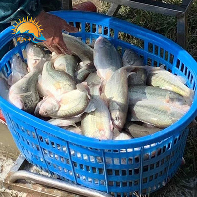 清遠加州鱸魚苗養(yǎng)殖廠【港興水產(chǎn)】大口黑鱸魚苗批發(fā)價格