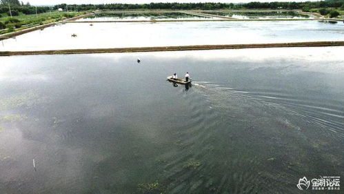 金湖論壇網友 看水產養殖采風活動之 走近 金湖農科家庭農場