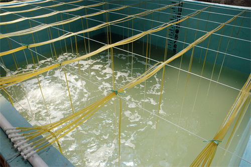 沸石粉在水產養殖中有哪些作用 附使用注意事項