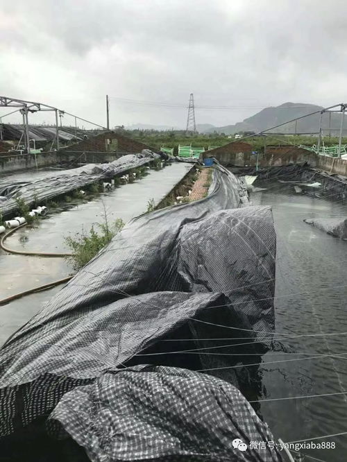 臺風 山竹 來襲,現場恐怖,魚蝦外逃,海水倒灌 更重要的是后跟著一個臺風... 損失慘重