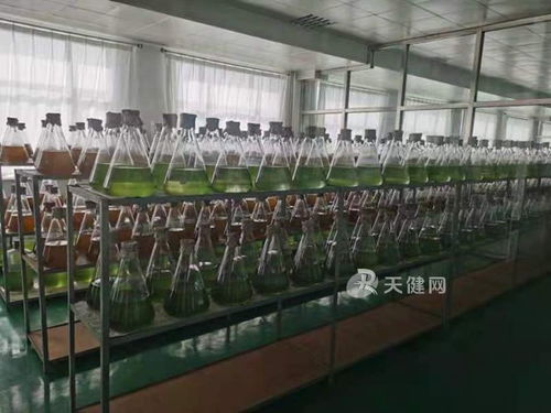 水產養殖,益生菌 上崗