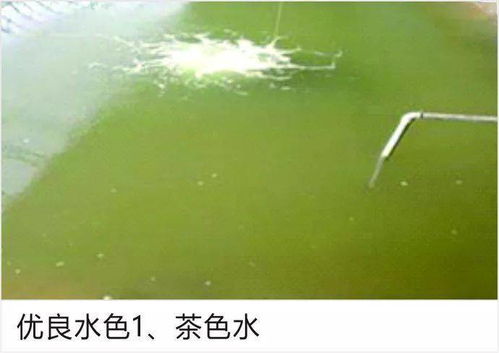 史上最全 水產養殖水色圖譜