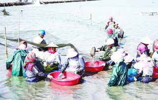 郵城水產養殖戶豐收忙