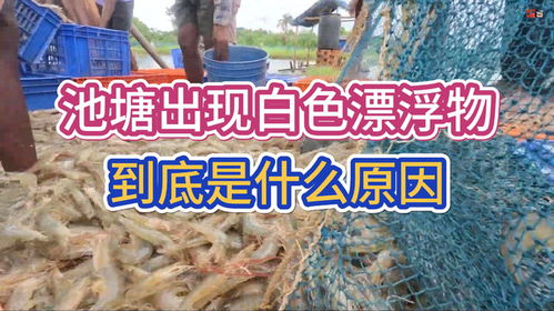 水產養殖中,池塘出現白色漂浮物,到底是什么原因
