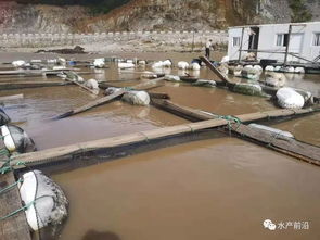 慘失數億 兇殘 利奇馬 狂虐江浙水產養殖 漁排網箱盡毀 10多萬畝蝦棚 蟹塘 苗場慘遭打爛 淹沒