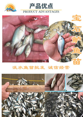 水產品寶石鱸魚苗潮州澳洲寶石鱸魚苗養殖寶石魚苗高產量無病害